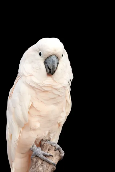 Bílý kakadu — Stock fotografie