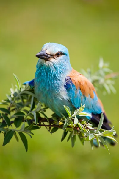 Portrait of an European Roller sitting on a branch — Stock Photo, Image