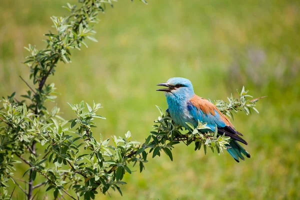 Portrait of an European Roller sitting on a branch — Stock Photo, Image