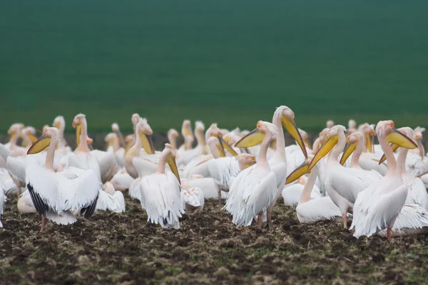 Kolonia pelikanów — Zdjęcie stockowe