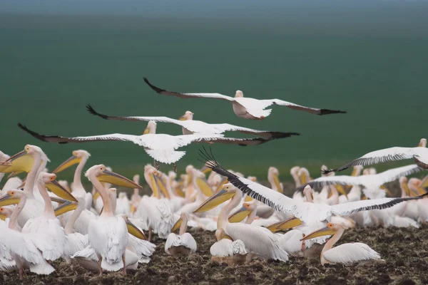 Colónia pelicana — Fotografia de Stock