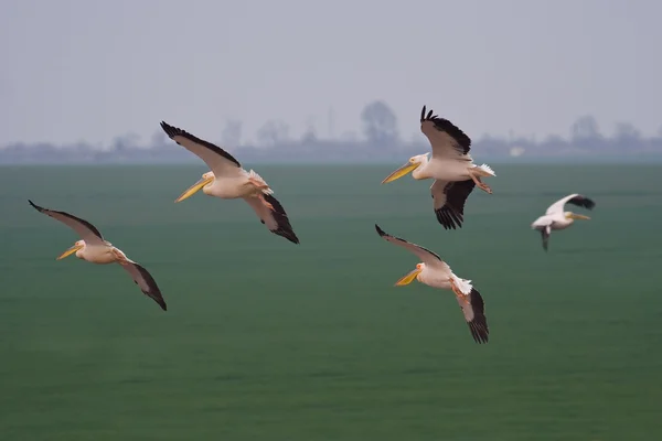 Pelicani che volano via — Foto Stock