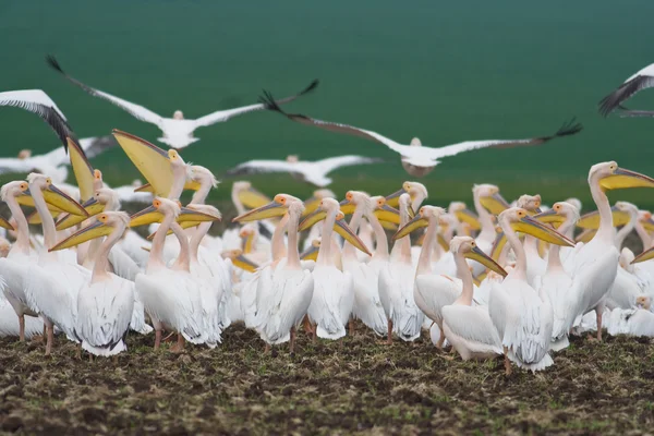 Colónia pelicana — Fotografia de Stock