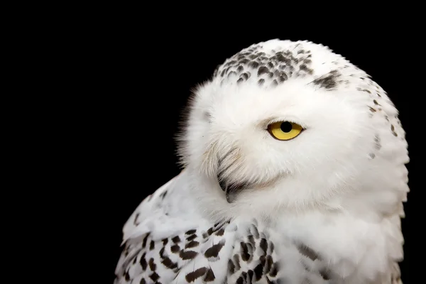 stock image Snowy Owl