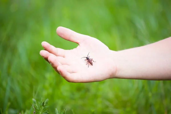 Hand hält einen Käfer — Stockfoto