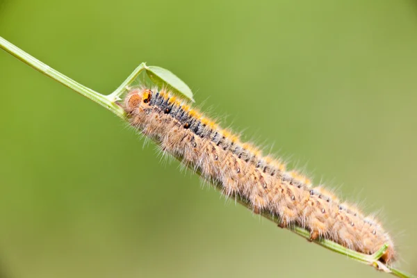 Gras eggar caterpillar — Stockfoto