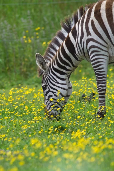 Zebra állatkertben — Stock Fotó