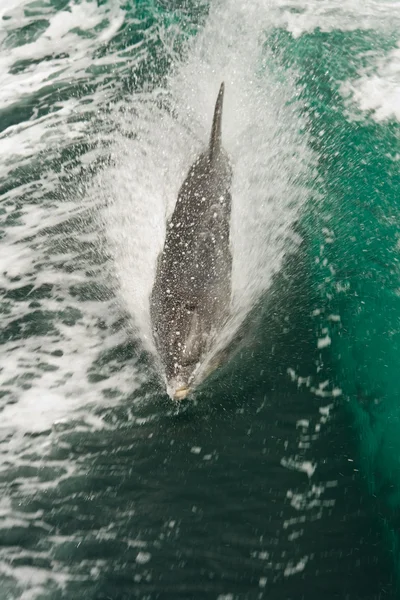 Dolphin swimming — Stock Photo, Image