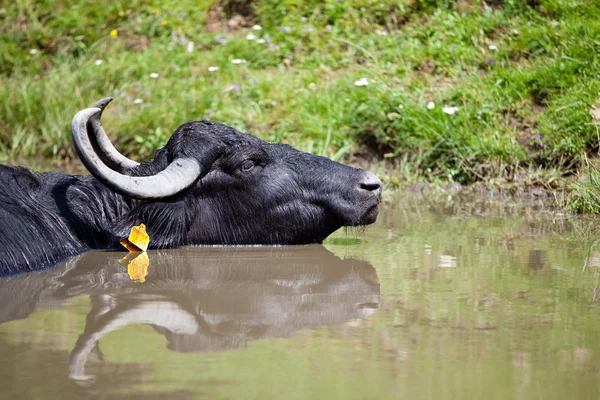 Buffallo descansando na água — Fotografia de Stock