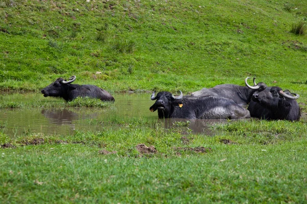 水の中の水牛 — ストック写真