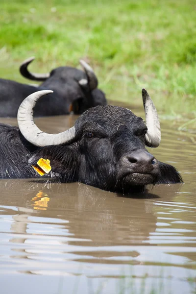 Buffallo descansando na água — Fotografia de Stock