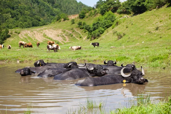 Búfalo na água — Fotografia de Stock