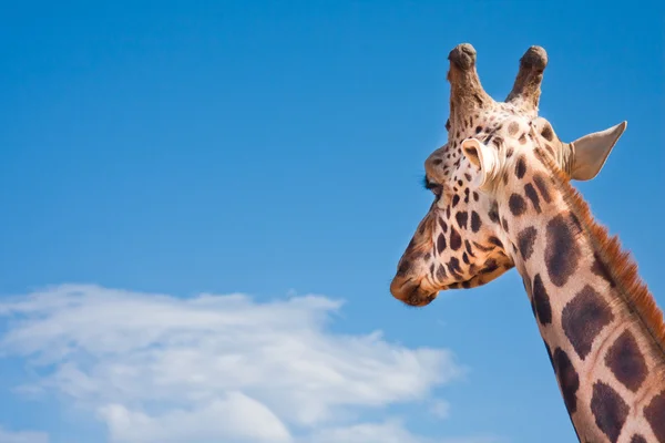 Жираф дивиться на відстань — стокове фото