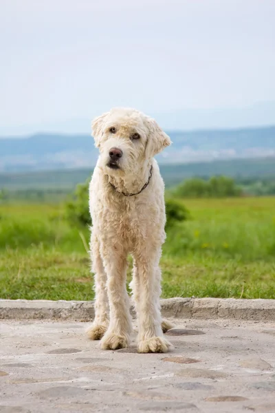 Retrato de cão pastor — Fotografia de Stock