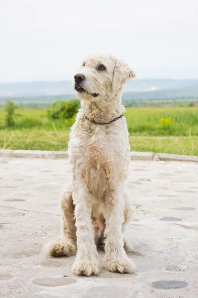 Pastor perro retrato — Foto de Stock