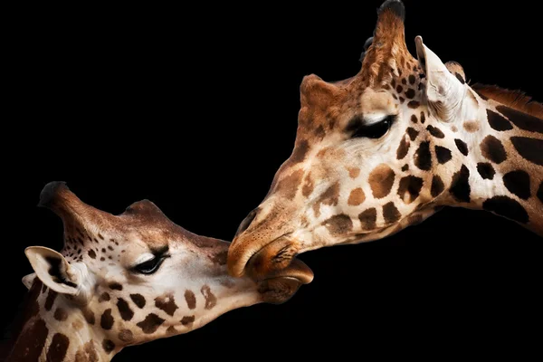 Tender moment with giraffes — Stock Photo, Image