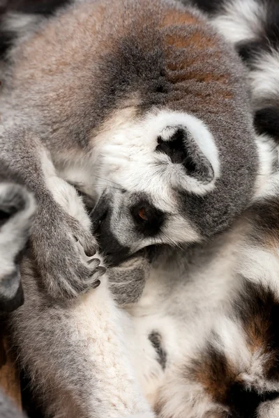 Kruh tailled lemur — Stock fotografie