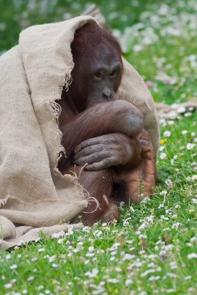 红毛猩猩隐藏 — 图库照片