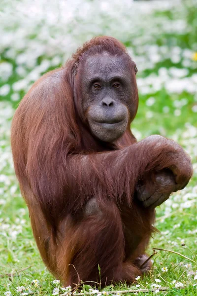 红毛猩猩肖像 — 图库照片
