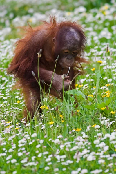 Орангутанг молодий дитини — стокове фото