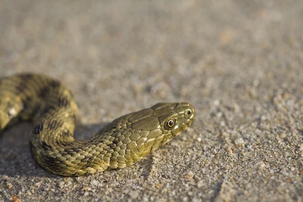 주사위 뱀 — 스톡 사진