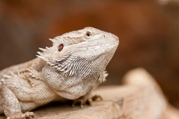 Бородатый дракон — стоковое фото