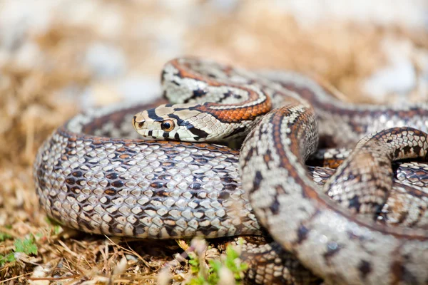 Lampart węża — Zdjęcie stockowe