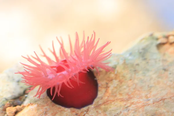 Beadlet anemone — Stock Photo, Image