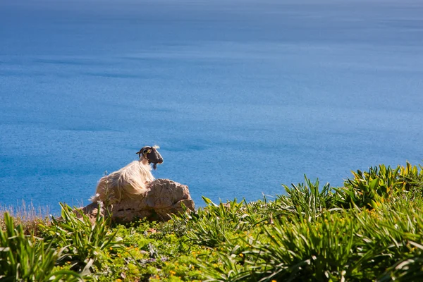 Istirahat keçi — Stok fotoğraf