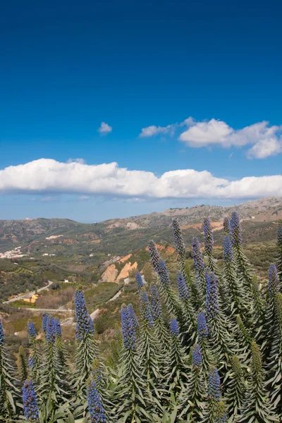クレタ島の植物庭園 — ストック写真