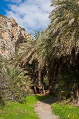 preveli palmiye orman