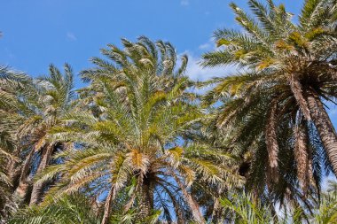 preveli palmiye orman