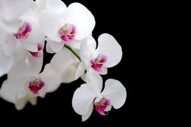 Orchid clipart