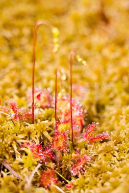 Common sundew clipart