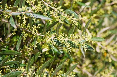 Olive tree in bloom clipart