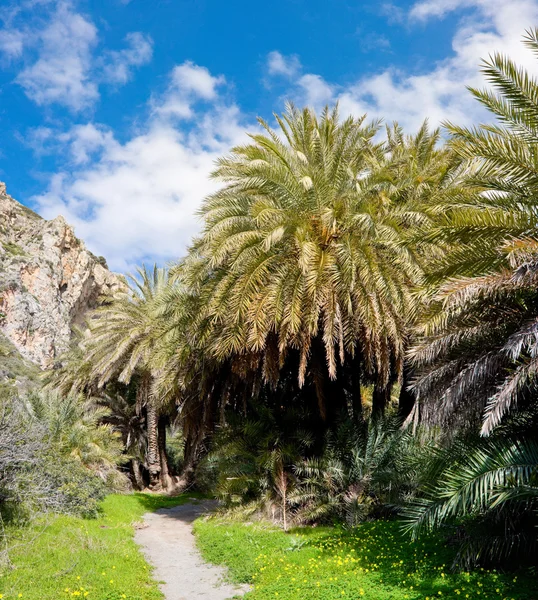 Stock image Preveli Palm Forest