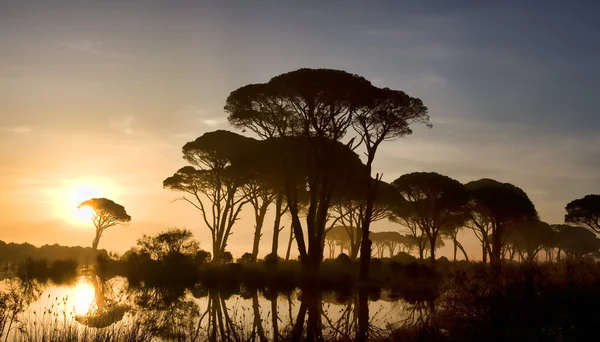Филийский лес на восходе солнца — стоковое фото