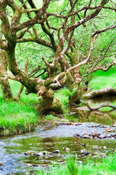 Floresta de Glendalough — Fotografia de Stock