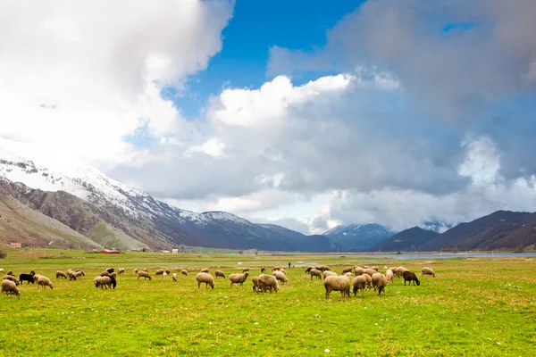 Moutons à Lago del Matese — Photo