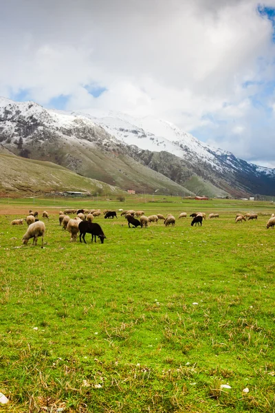 Owce w lago del matese — Zdjęcie stockowe