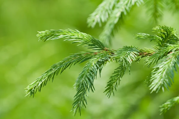 Pine gren — Stockfoto