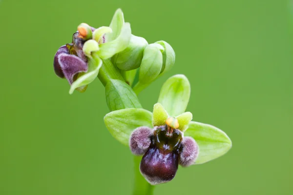 Čmelák orchidej — Stock fotografie