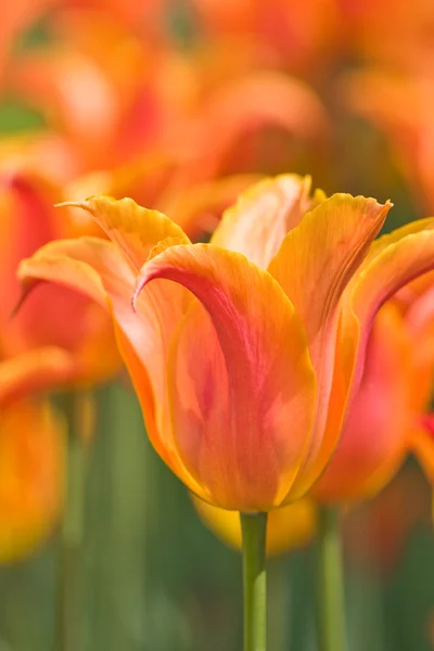 Orange tulip — Stock Photo, Image