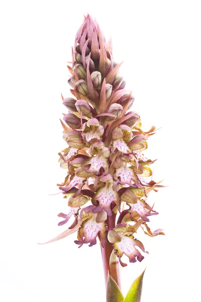 Giant orchid — Stock Photo, Image