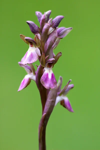 Ventilátor rty orchidej — Stock fotografie