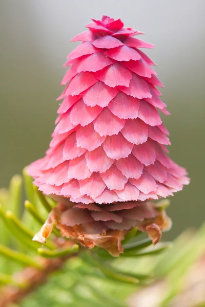 Spruce flower — Stock Photo, Image