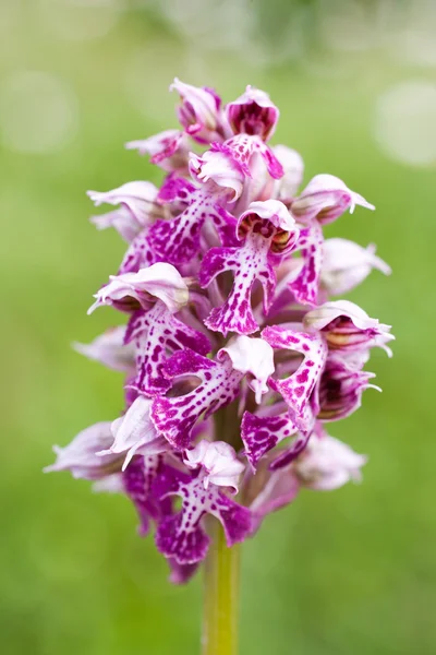 Lyserød orkide - Stock-foto