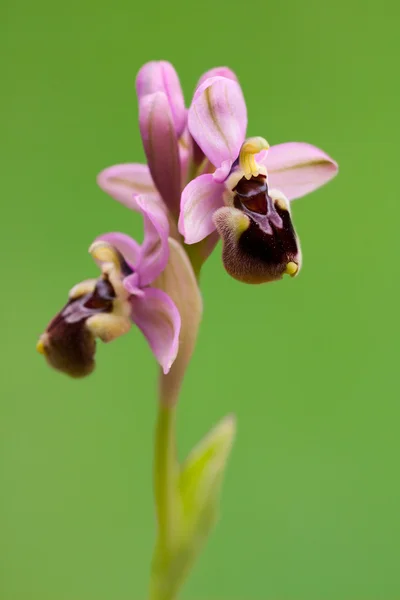 Schöne Orchidee isoliert auf grün — Stockfoto