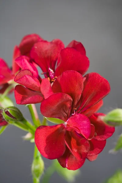 Red geranium — Stock Photo, Image