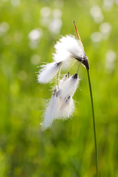 stock image Cottongrass